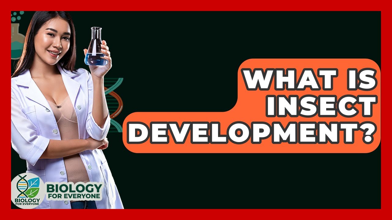 What Is Insect Development? - Biology For Everyone
