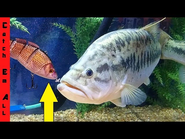 ROBOTIC FISH LURE vs 12lb GIANT! 