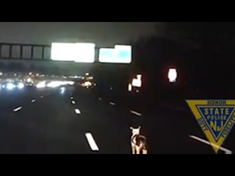 Video: Darf man auf dem Garden State Parkway mit einem Nutzfahrzeug fahren?