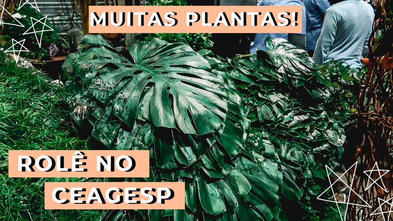 VLOG: COMPRANDO PLANTAS NA MADRUGADA - FEIRA CEAGESP - thptnganamst.edu.vn