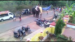 Elephant Attack bike? chalisserielephant viral animalsmalayalam attack Rinuzz world