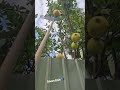 рџ рџ єWow Plenty Big Lemon рџ рџ єWow Plenty Big Lemon