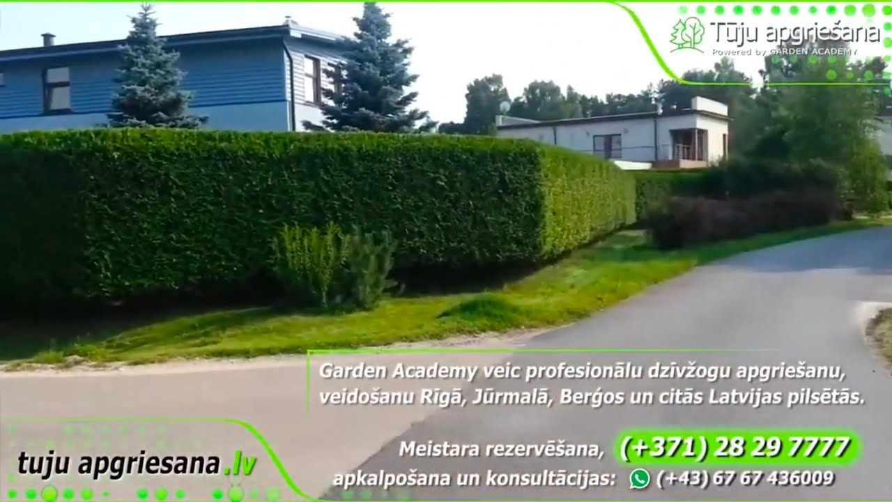 Profesionāla tūju un dzīvžogu apgriešana
