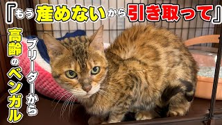 【保護猫】もう産めない高齢のベンガルをブリーダーから引き取りましたふちゃん