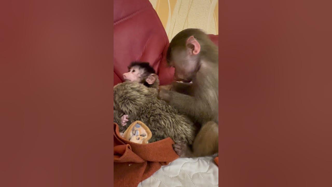 Тося маня степашка люся. Тося маня степашка люся