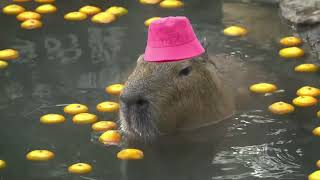 capybara masbro song for 1 hour 1 jam (relaxing) screenshot 3