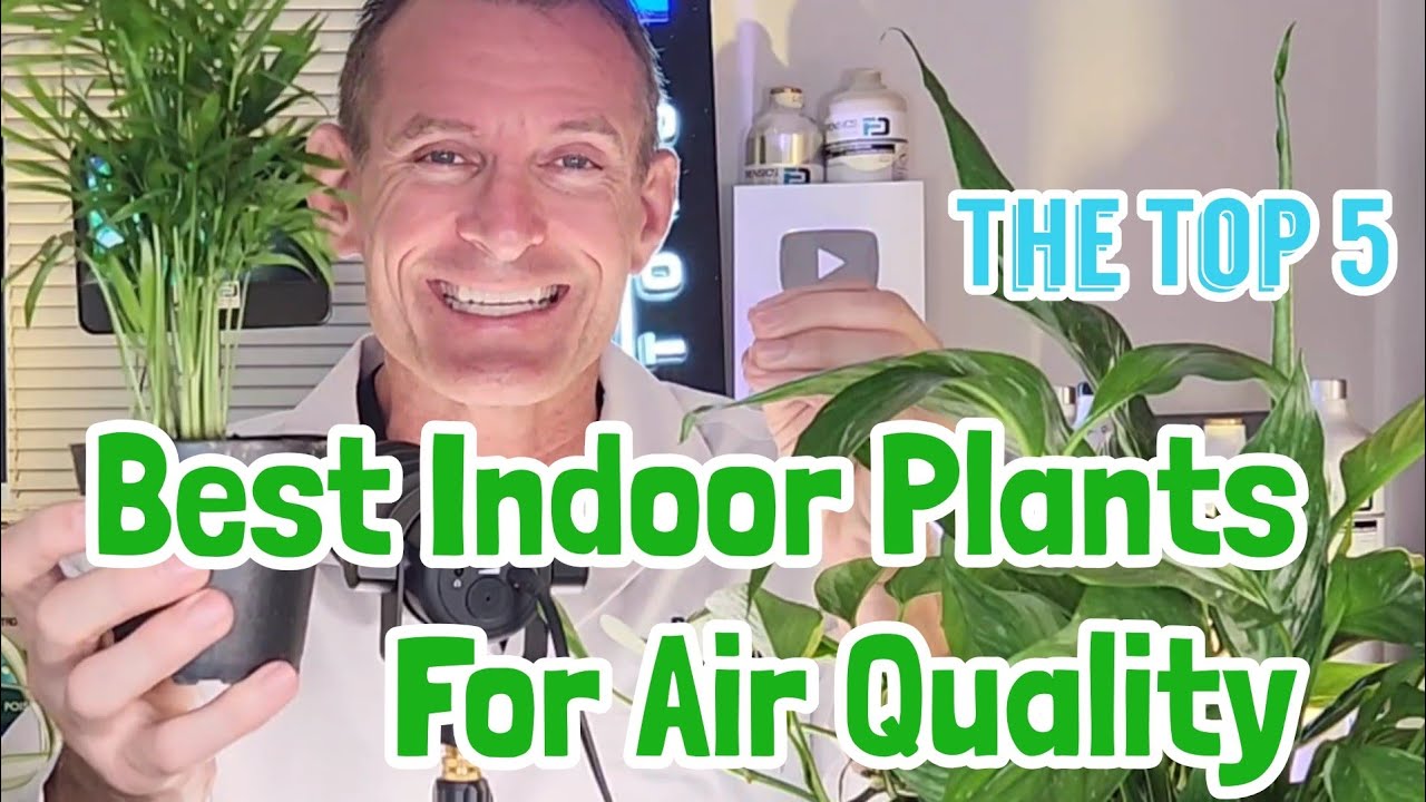 Best Indoor Plants for Air Quality (Top 5 by NASA)