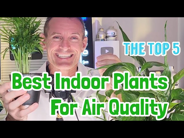 Best Indoor Plants for Air Quality (Top 5 by NASA) - YouTube