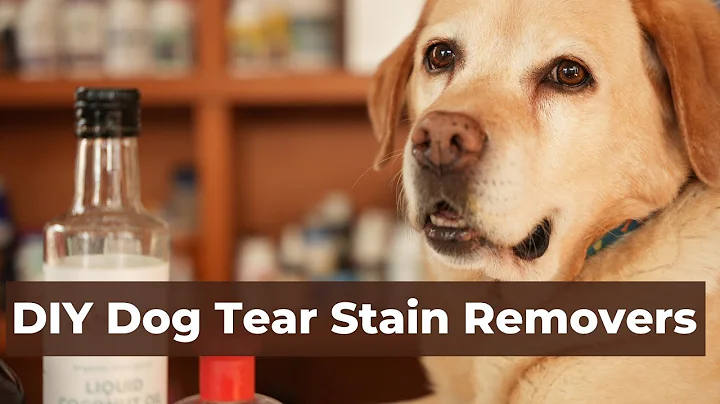 Dog Tear Stain Removers: 5 Natural Remedies - DayDayNews