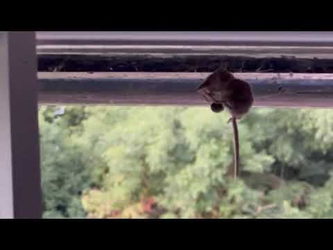 A noble false widow spider feeding on a pygmy shrew.