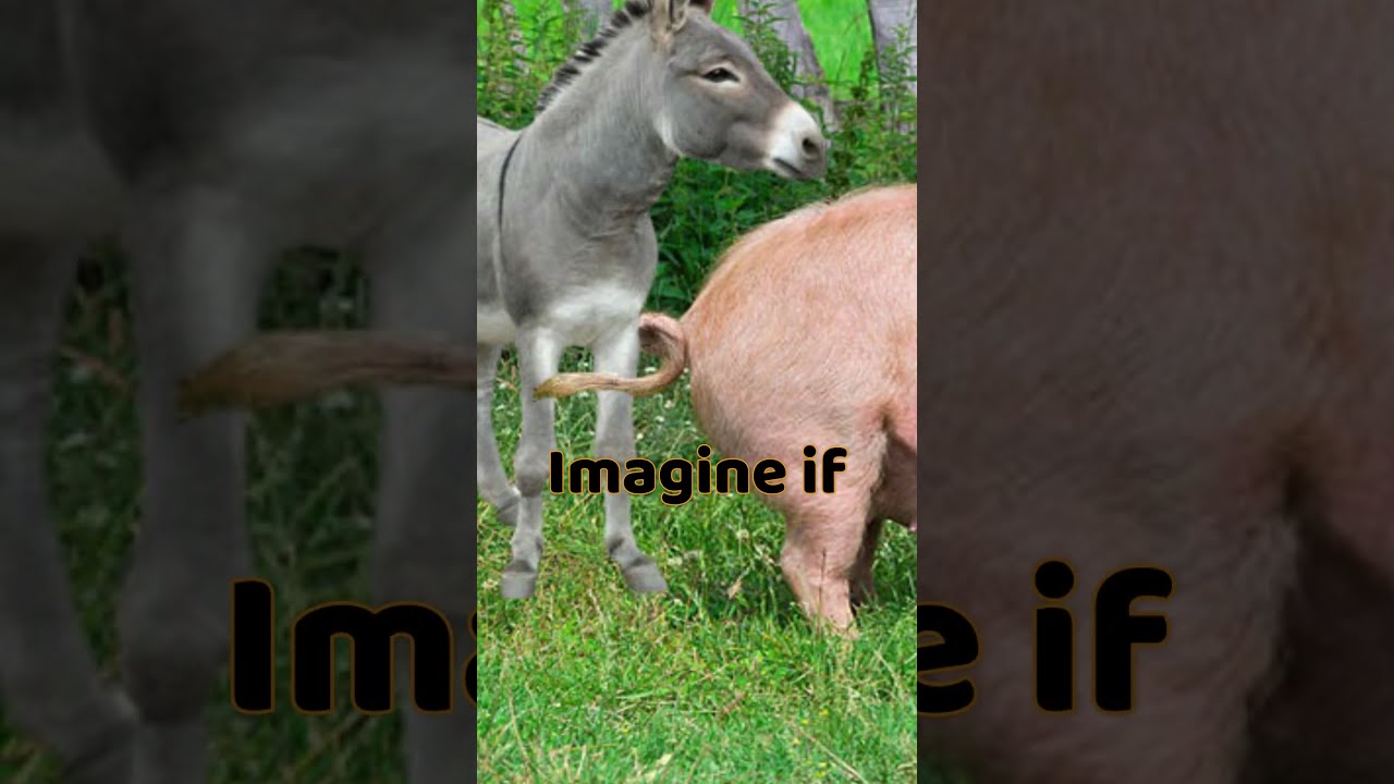 Why Is The Meeting Of Donkey And Pig So Curious Animals