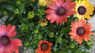 All about growing Osteospermum / African Daisy