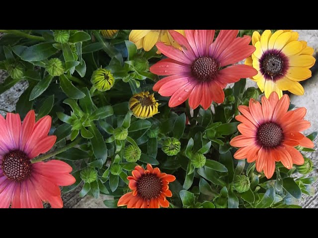 All about growing Osteospermum / African Daisy - YouTube