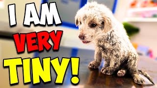 We Rescued a Tiny White Puppy by Paw Squadron 51,766 views 3 weeks ago 19 minutes