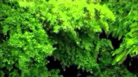 Sourat Al Maida . Saad El Ghamidi 2 سورة المائدة