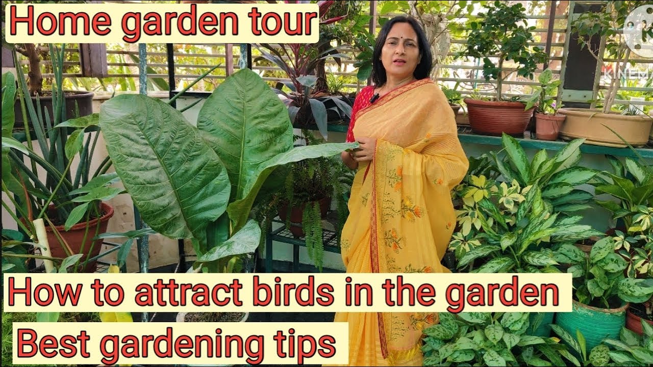 Home garden tour part - 2 | how to attract  birds in your garden | Best gardening tips