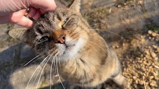Outdoor Cat Meowing
