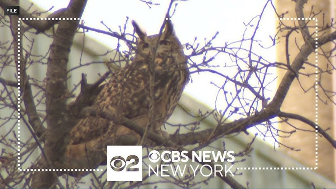 Flaco The Owl Honored In Central Park