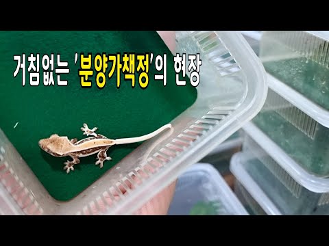 <strong>파충류샵</strong> 사장이 크레스티드게코 가격을 책정하는 법