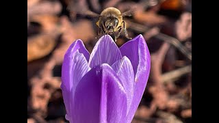 Pollination Zen, Bumblebees Honeybees, Snowdrops, Hellebore Crocus
