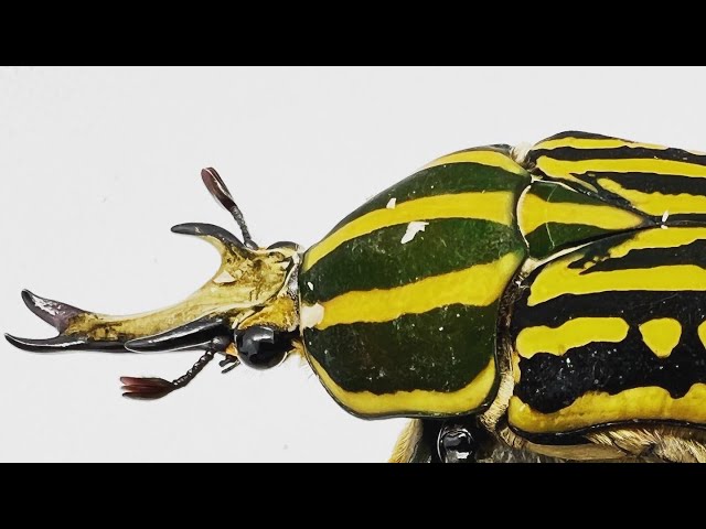 ミイロオオツノカナブンを掘り出したり卵取ったりしてみました - YouTube