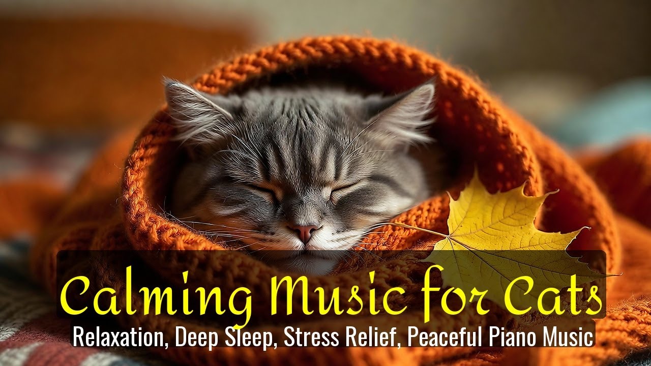 LIVE Calm Cat Nap That Helps Anxiety 😌 | Season 63