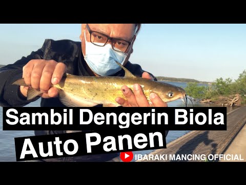 mancing-ditemani-pemain-biola.-langsung-auto-panen-mas-bro‼️