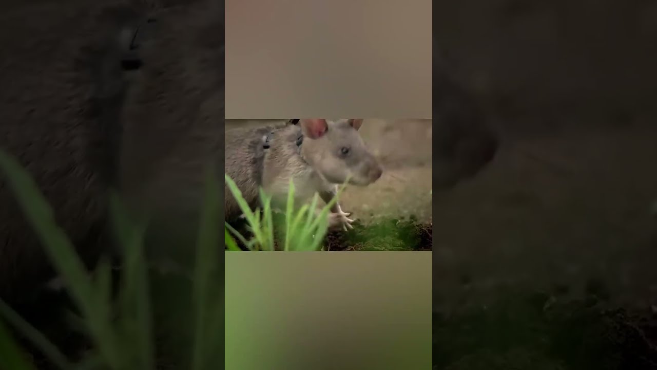 Крысы боятся нас... но могут напасть! 😱