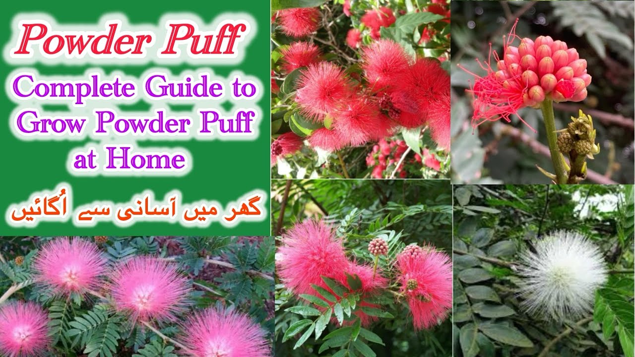 Powder Puff Beautiful Flowering Plant | How to grow care and fertilize ...