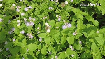 CÂY CỎ CỨT LỢN DƯỢC LIỆU TRỊ BỆNH THẦN KỲ / NGUYỄN HỮU ĐỨC