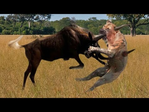 Mother Wildebeest attacks Lion very hard to save her baby , Wild Animals Attack