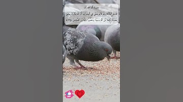 هنالك دعا زكريا ربه قال رب هب لي من لدنك ذرية طيبة | سورة آل عمران #دعاء_ورسالة