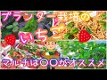 2月/3月がベスト🎵プランター栽培のイチゴに使うマルチは○○がオススメ/家庭菜園/プランター栽培/2025年