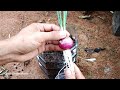 grow onions in bottle | Garden Onions | Grow Garden Home| how to grow onion in bottle