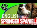 English Springer Spaniel  - Dogs 101 の動画、YouTube動画。