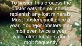 Lobster Conservation