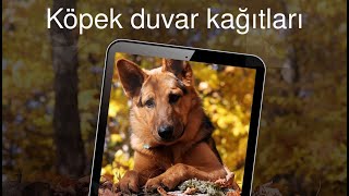 Köpek duvar kağıtları 4k screenshot 2