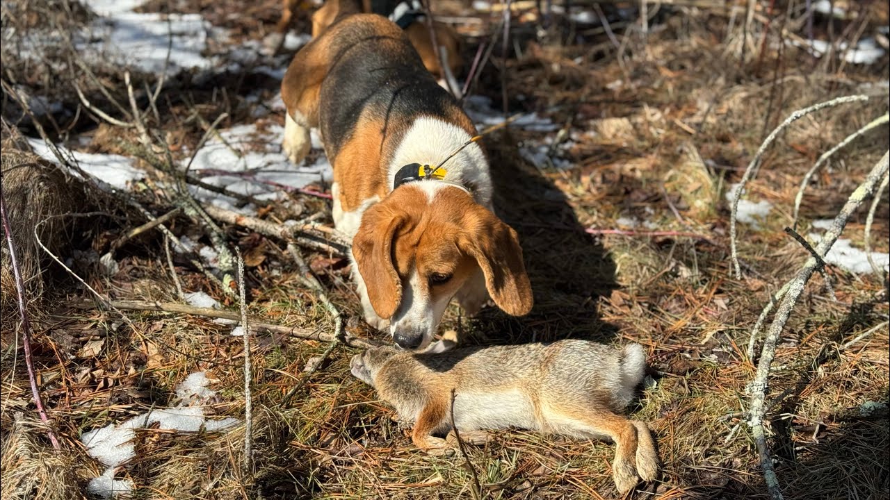 Rabbit Hunting with Beagles 2025 - YouTube