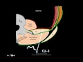 MYSTERY OF QUADRATUS LUMBORUM  ANATOMY AND BLOCK