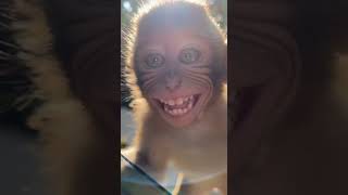 Baby monkey steals a phone from a tourist, accidentally turns on selfie #shorts