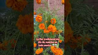 La Flor De Xenpazhichil