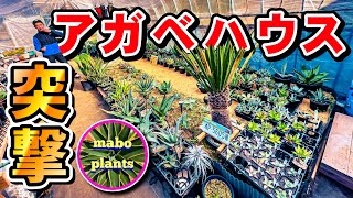 【個人ハウス植レポ】 千葉マボプランツさんのアガベだらけのビニールハウスに突撃取材 No.103