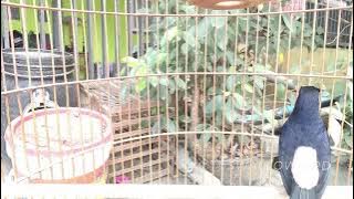 Wild Shama singing เสียงนกกางเขนดงร้องในป่า