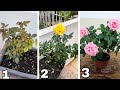 Descobri o segredo das Floriculturas para ter ROSA o ano todo