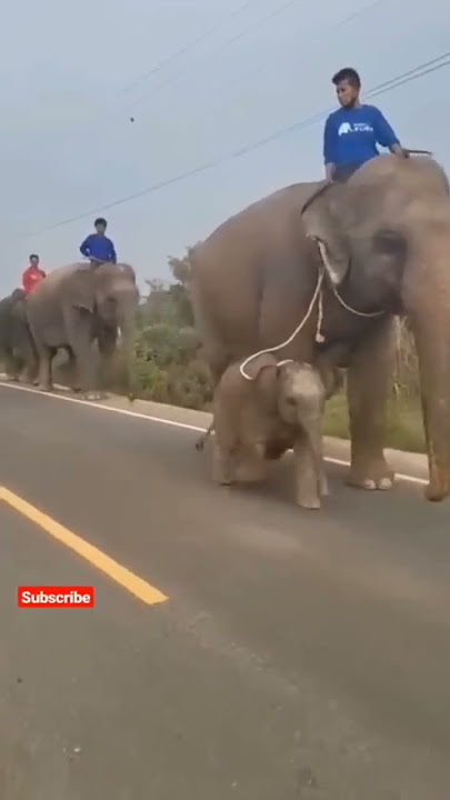 mother and baby elephant 🐘😂