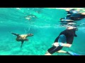 Nadando con Leones Marinos en Mar de Cortes
