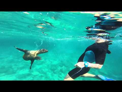 Vídeo: Cómo Nadar Con Tiburones Ballena Y Leones Marinos En El Mar De Cortés