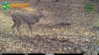 Forest camera caught the attention of a sika deer female / Cervus nippon / Пятнистый олень.