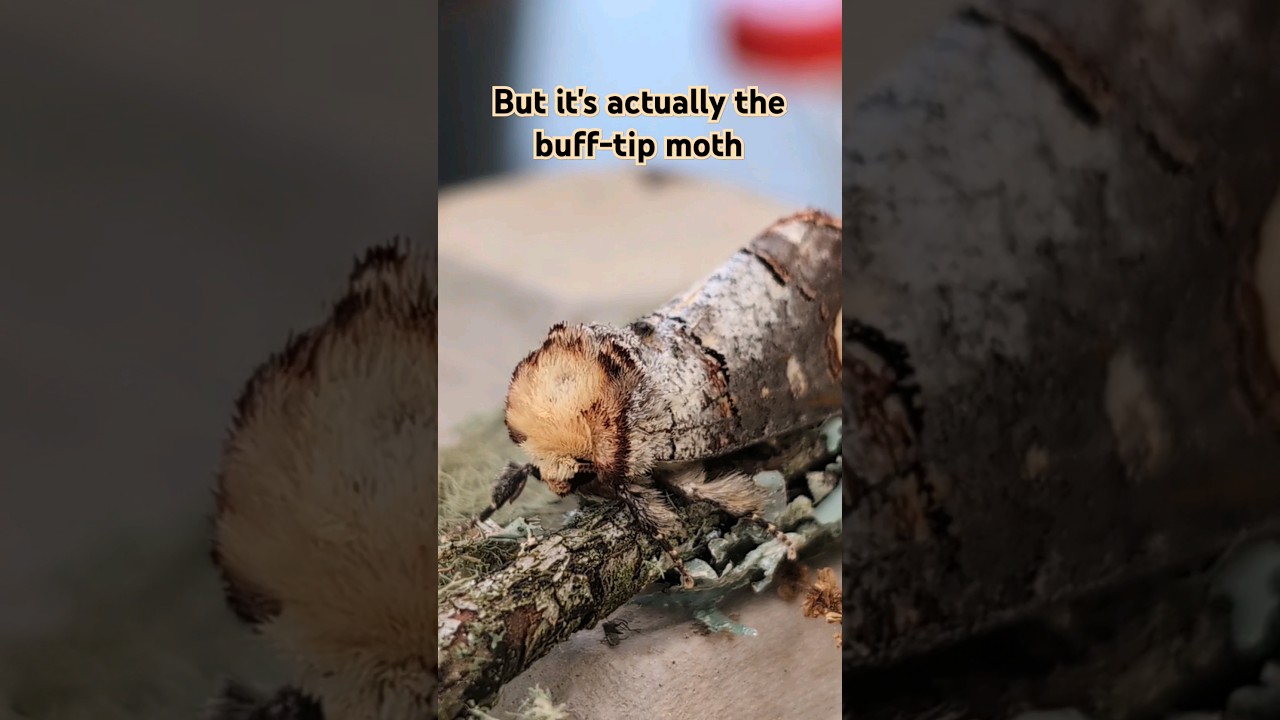 Stick on stick action 