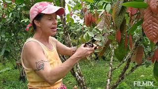 How to prune and care for cacao trees (without chemicals)